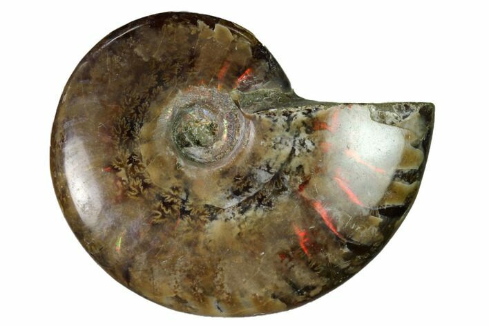 Red Flash Ammonite Fossil - Madagascar #151650